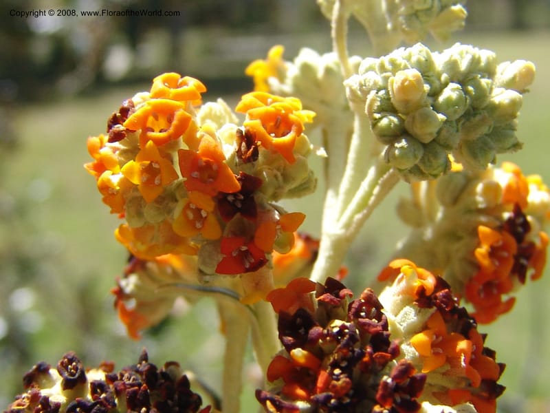 Buddleja coreacea--Bolivia. La Paz. Jardin Botanico La Paz. 3 Dec 04. 009.jpg