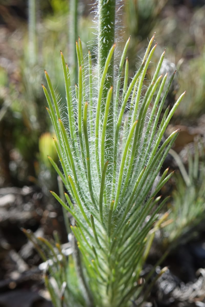Isopogon dubius, C. Davidson 13384--Australia. W.A. Flora Rd. 22 Oct 2016. DSC03739 (189).JPG
