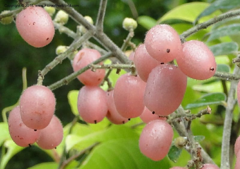 Clausena, Regalado 1953--Viet Nam. Forest Block 19. 15 May 2011. 270 (12).jpg