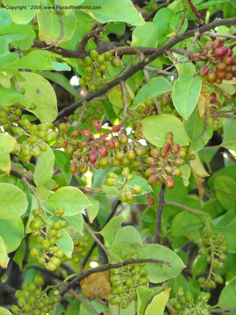 Stegnosperma cubense, WDStevens27201--Nicaragua. Leon. Isla Juan Venado, S of Penitas. 11 Jun 08. 011.jpg