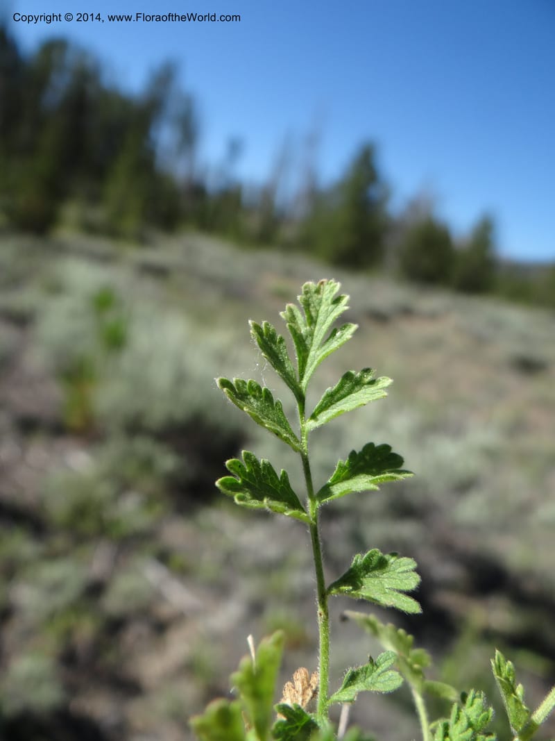 Horkelia fusca var. parviflora, Davidson, C 12198--ID. Custer Co. 1.6 mi from Hwy 75 on Redfish Lake Rd. 13 Jul 2013. DSC06785 (59).JPG