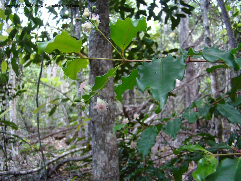 Archirhodomyrtus, JMunzinger4684--N.Caled. RT 1, Avangui For., Hervrouet Cr. 12 Nov 07. 052.jpg