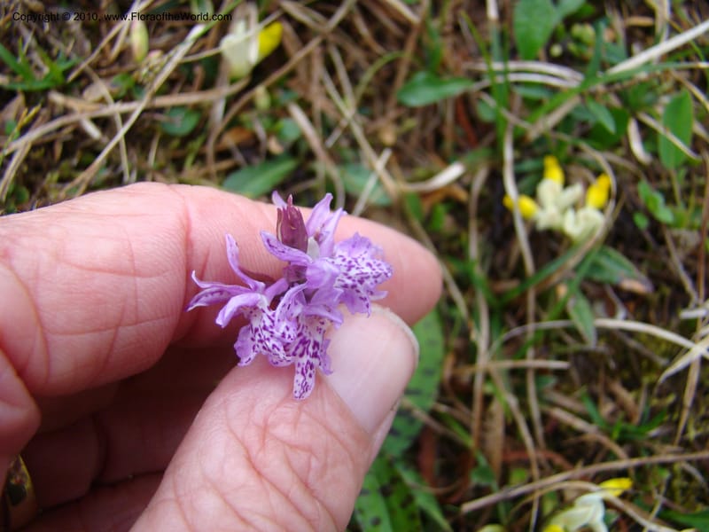 Dactylorhiza, , C. Davidson 11228--Slovenia, Stajerska Region, Menina Planina, 19 May 2008.  084 (7).jpg