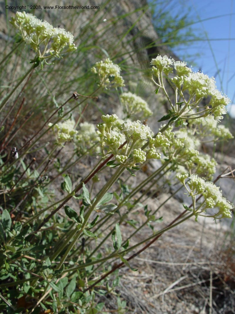 Eriogonum heracleoides--ID. Idaho Co. Salmon R. Polly Bemis Ranch. 9 May 04. 135.jpg