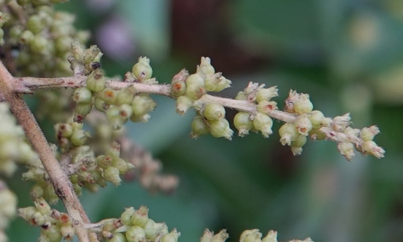 Wendlandia ligustrina, D. Boufford 44129--China. Yunnan. Meizi Lake Park. 3 May 2018. DSC01424 (245).JPG
