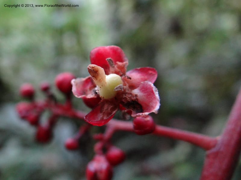 Lepisanthes, Buerki, S 327--Malaysia, Sabah. Mt. Kinabalu. 5 Apr 2012. DSC06767 (185).JPG