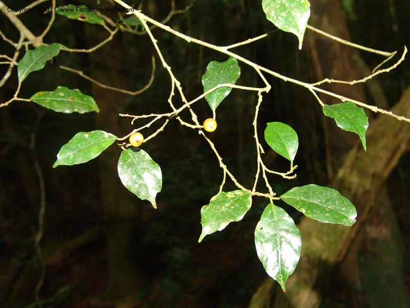 Ficus, ROR1592--Madag. Parc Nat. Montagne d'Ambre. 11 Nov 06. 239.jpg
