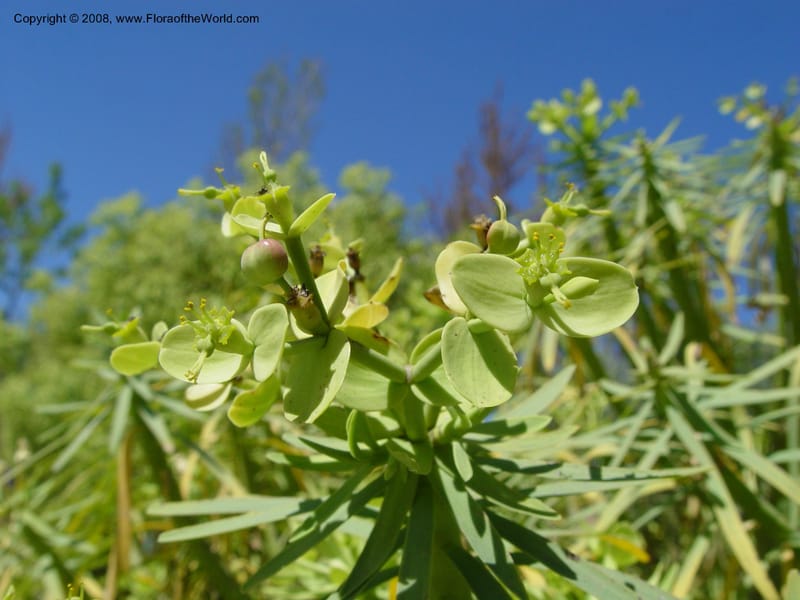 Euphorbia regis-jubae, 1999.01440--Spain. Barcelona Botanic Garden. 19 Apr 04. 183.jpg