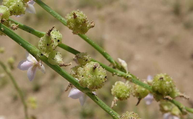 Oxygonum alatum, L. Nanyeni 1143--Namibia. B1 to Rehoboth, Frankie Fredricks St. 15 Mar 2018. DSC00565 (133).JPG