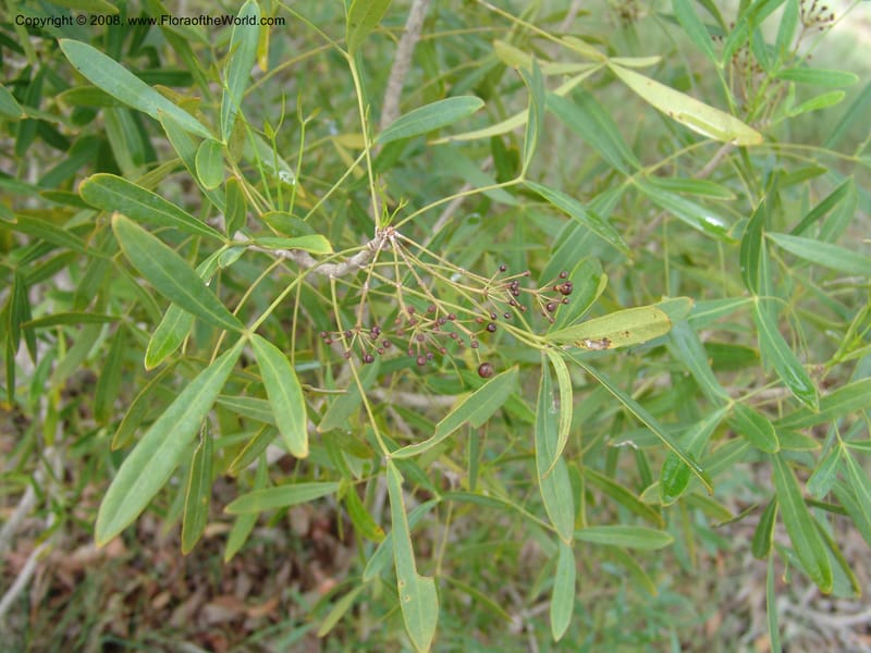 Schefflera bojeri, not coll.--Madag. Prov. Fianar. Parc Nat. Isalo. 12 Jan 06. 118.jpg