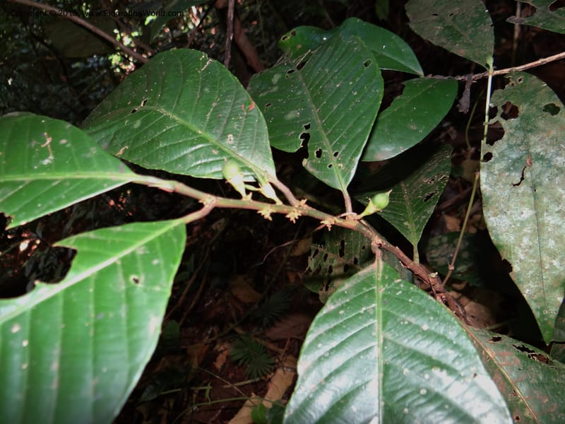Rinorea, VC 5620--Thailand. Surat Thani Prov. Khlong Phanom Nat. Park. 15 Nov 2012. DSC09389 (232).JPG