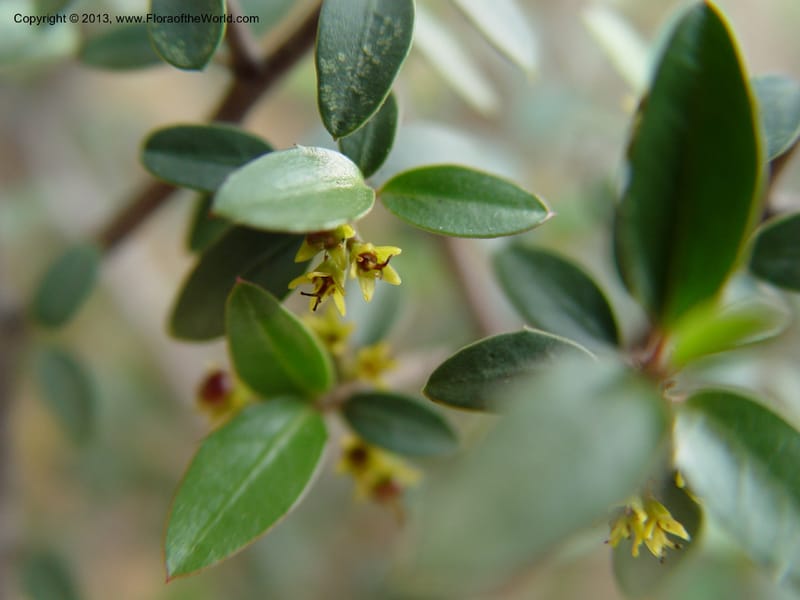 Rhamnus alaternus--Spain. Andalucia. E of Orgiva. Barranco de los Lobos. 1 (48).jpg