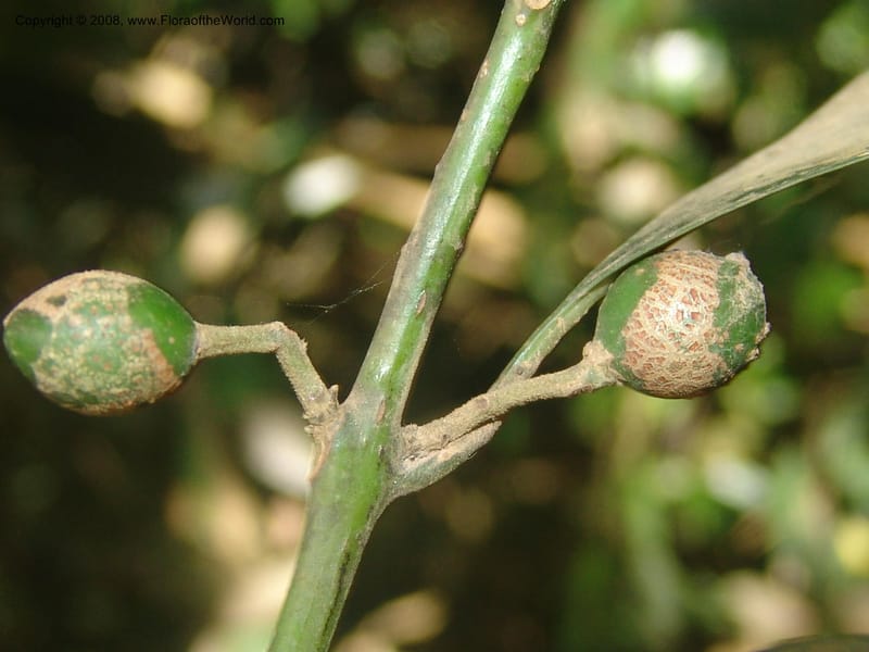 Xymalos monospora--So.Africa. Mpumal. Moodie Mts.  18 Mch 05. 358.jpg