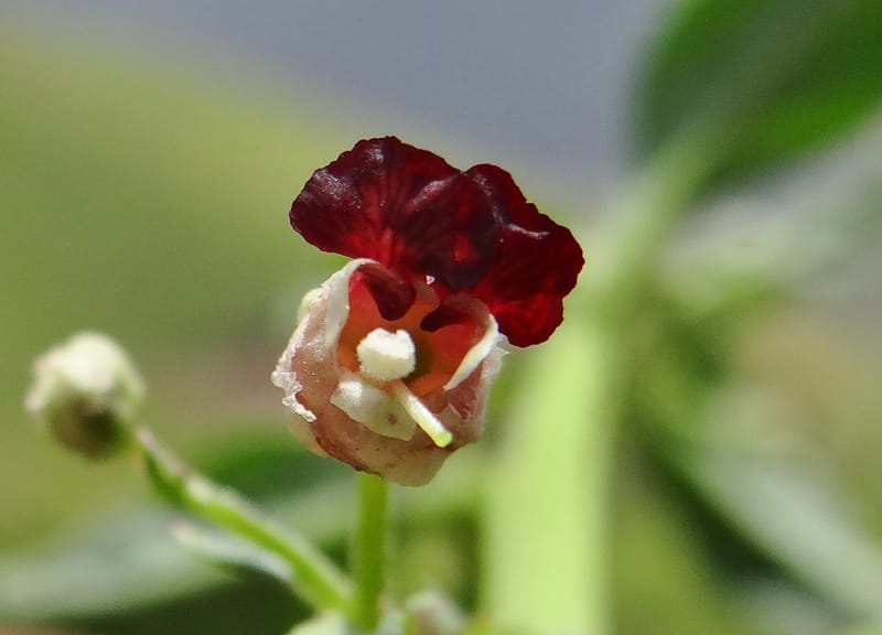 Scrophularia--Kurdistan. Hawraman. Stop 5. 22 May 2013. DSC04493 (55).JPG