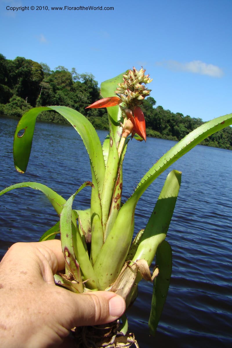 Aechmea, R. Vasquez 34537--Peru. Pacaya Samiria. Yantacocha. 5 Nov 08. 051.jpg