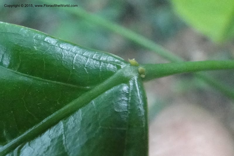 Cleidion, Regalado 1838--Viet Nam. Bach Maa. 9 May 2011. 058 (14).jpg