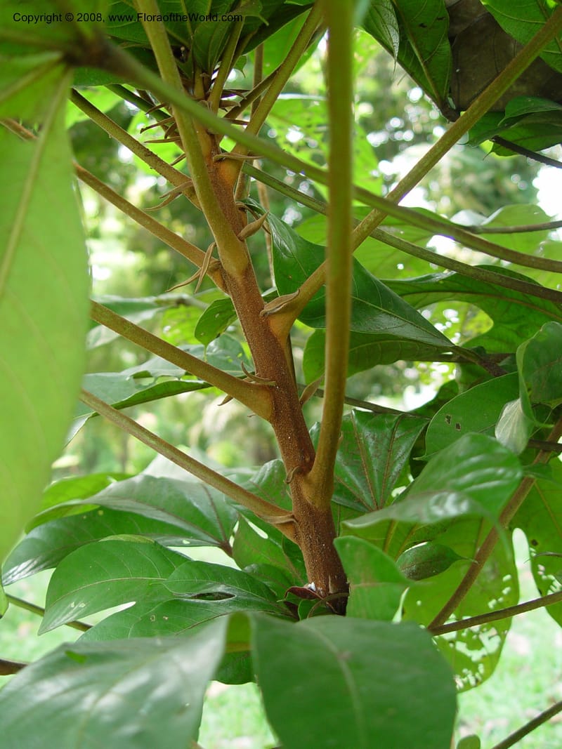 Cola ficifolia--Cameroon. Limbe Botanic Garden. 4 Dec 03. 047.jpg