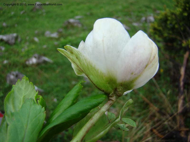 Helleborus niger, C. Davidson 11219--Slovenia, Stajerska Region, Menina Planina, 19 May 2008.  038 (4).jpg