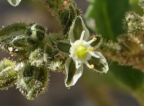 Limeum myosotis, L. Nanyeni 1158--Namibia. B1 to Rehoboth, Frankie Fredricks St. 15 Mar 2018. DSC00565 (465).JPG
