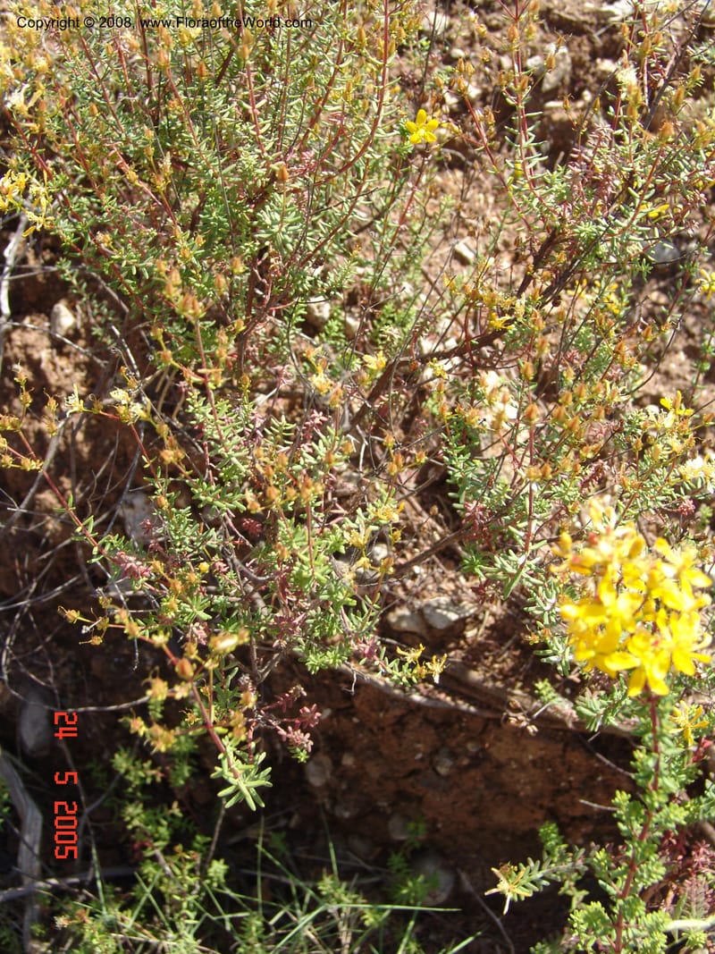 Hypericum empetrifolium ssp oliganthum--Crete. Ep. Apokoronos. Diktamos Gorge, ca. Stylos. 23 May 05. 073.jpg
