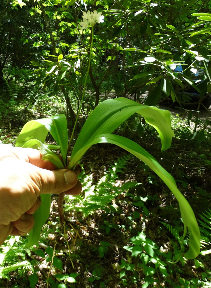 Clintonia umbellulata, Davidson, C 12988--North Carolina. Clay Co. Perry Gap Rd, Barnard's Cr. 13 May 2015. DSC04860 (261).JPG