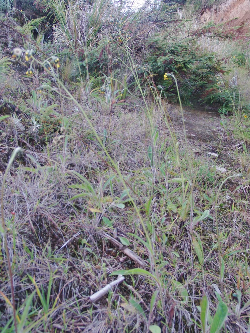 Hieracium cf, Croat95052--Ecuador. Prov. Carchi. Mira-San Isidro. 20 Feb 05. 302a.jpg