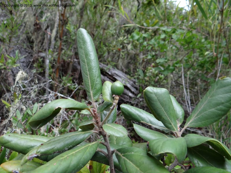 Persea lingue, WDS 34075--Chile. Reserva Nac. Los Queules. 15 Feb 2013. DSC01158 (103).JPG