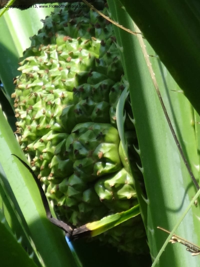 Pandanus odorifer, Callmander 1017--Malaysia, Sarawak. Bako Nat. Park. Beach. 31 Mar 2012. DSC06362 (16).JPG