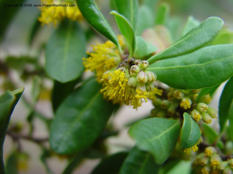 Azara petiolaris. 91.1083--CA. UC Berkeley Bot. Gard. 11 Feb 03. 119.jpg