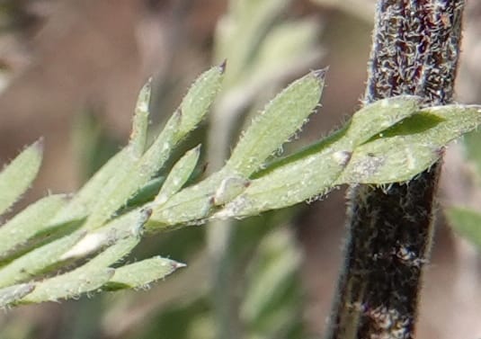 Lomatium macrocarpum, C. Davidson 13790--Oregon. Wallowa Co. Upper Camp Creek Canyon. 5 Jun 2018. DSC05225 (78).JPG