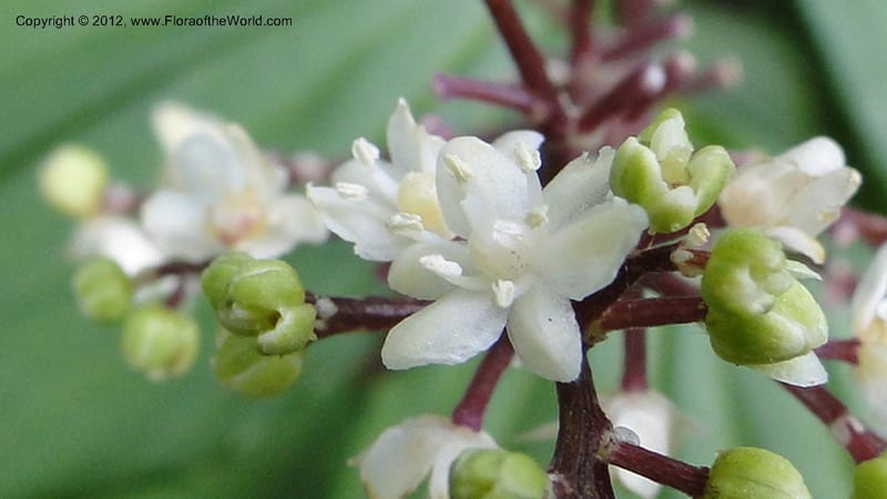 Maianthemum, J. Martinez Melendez 2197--MX. Chiapas. Tres Picos. 19 Sept 2010. 073 (6).jpg