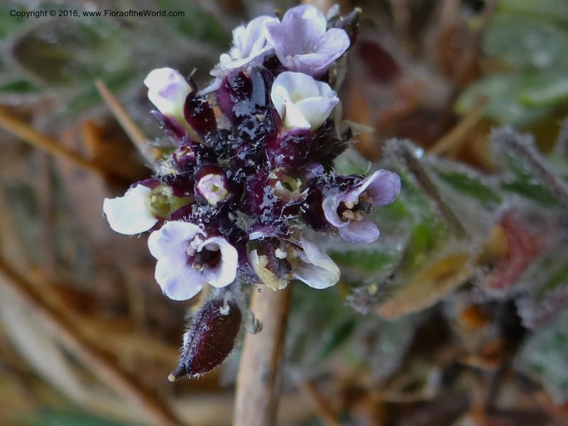 Draba, Ulloa, C 2421--Ecuador. Pichincha. Nevado Cayambe. 6 Oct 2012. DSC07236 (180).JPG