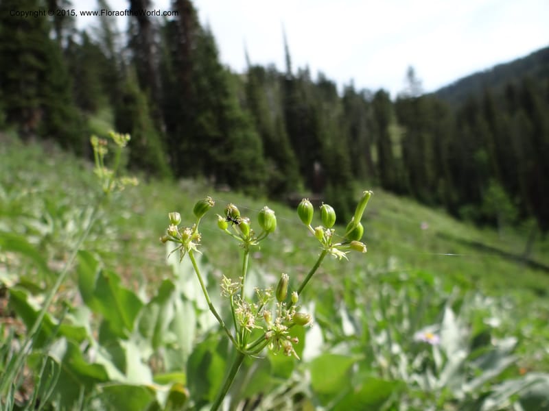 Lomatium graveolens, Mansfield, D 12-598--ID. Bear Lake Co. Mt. Sherman. 13 Jul 2012. DSC03473 (23).JPG