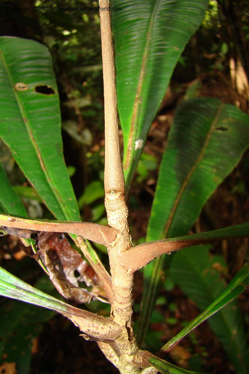 Angostura, RVasquez35042--Peru. Loreto. Dto. Iquitos. Res. Allpahuayo-Mishana. 19 Nov 08. 300.jpg