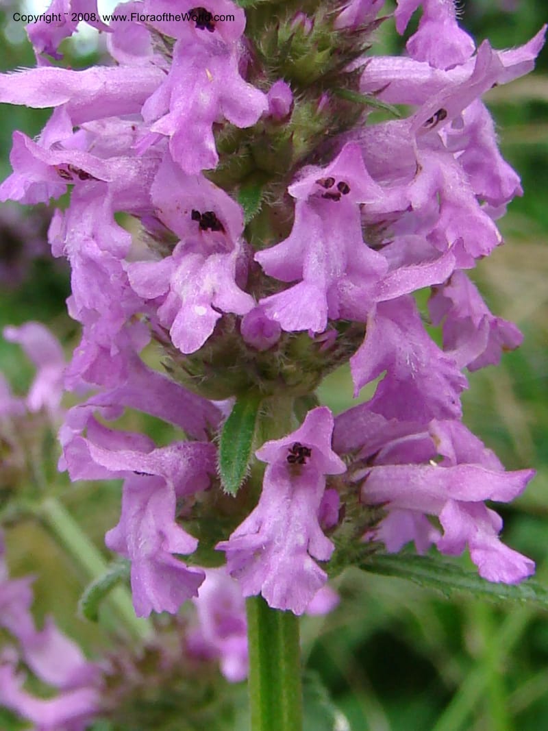 Stachys officinalis--Slovenia. Ljubljana. University Botanical Garden. 7 Jul 08. 042.jpg