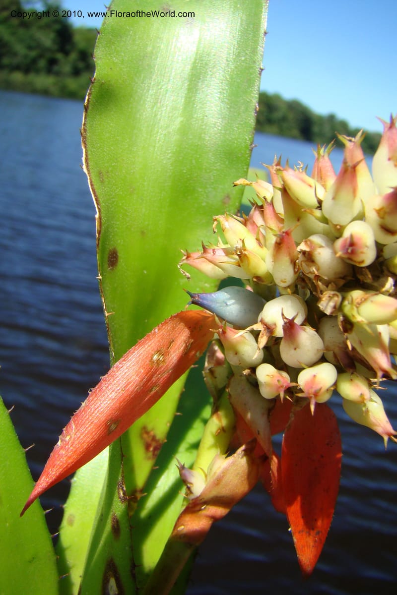 Aechmea, R. Vasquez 34537--Peru. Pacaya Samiria. Yantacocha. 5 Nov 08. 057.jpg