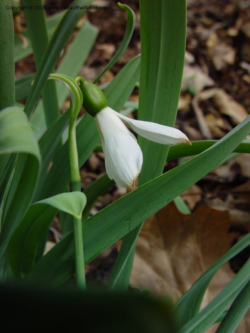 Galanthus elwesii. 84.0363--CA. UC Berkeley Bot. Gard. 11 Feb 03. 064.jpg