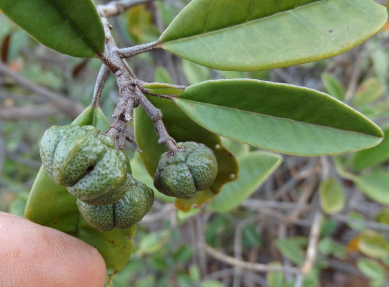 Myrtopsis, Lowry, P 7378--New Caledonia. Mont Dzumac. 12 Nov 2015. DSC01563 (609).JPG