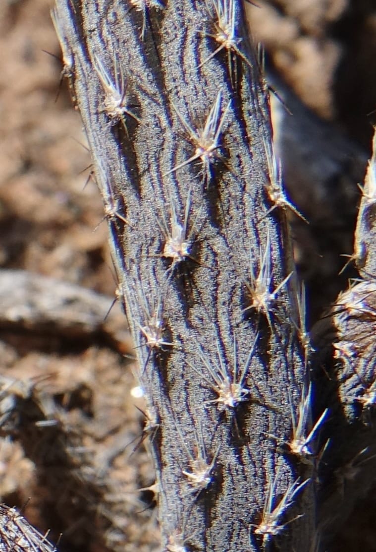 Pterocactus tuberosus--Argentina. Hwy 150, S of Ischigualasto. 7 Feb 2018. DSC09263 (75).JPG