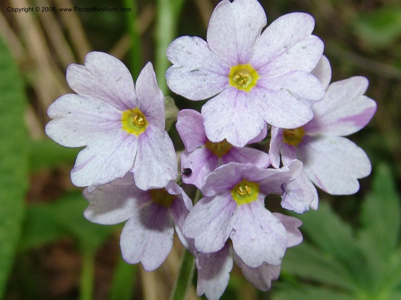 Primula amoena--Georgia. Kazbeki . Trail-road to Sameba Church. 2 Jun 05. 092.jpg