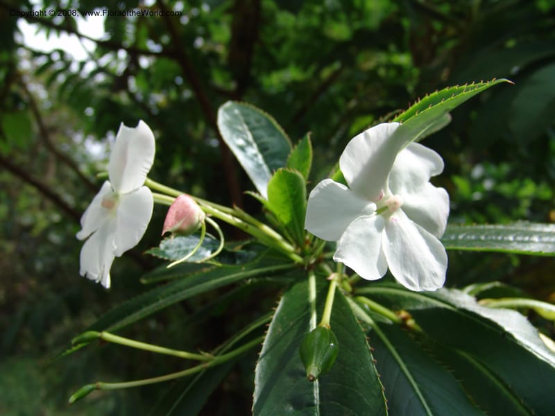 Impatiens sodenii--Kenya. Limuru.  Barry Cameron's Garden. 12 Jul 04. 027.jpg