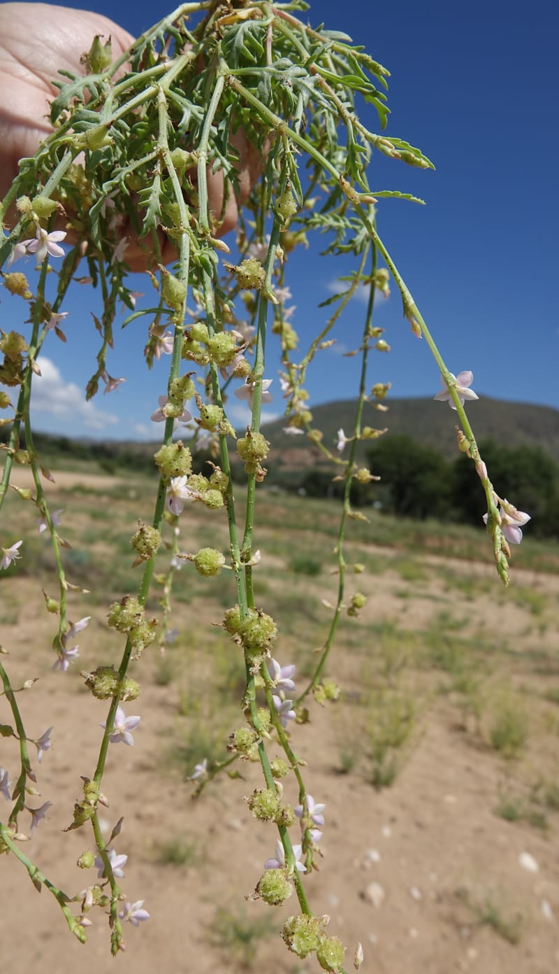Oxygonum alatum, L. Nanyeni 1143--Namibia. B1 to Rehoboth, Frankie Fredricks St. 15 Mar 2018. DSC00565 (136).JPG