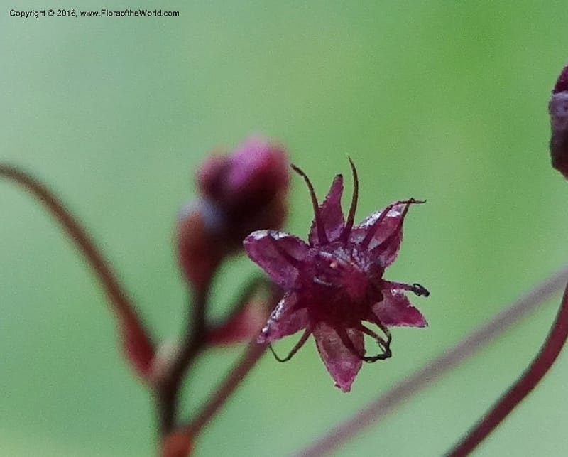 Sciaphila, Davidson, C 12754--Sabah. Hampuan FR. 13 Oct 2014. DSC04689 (165).JPG