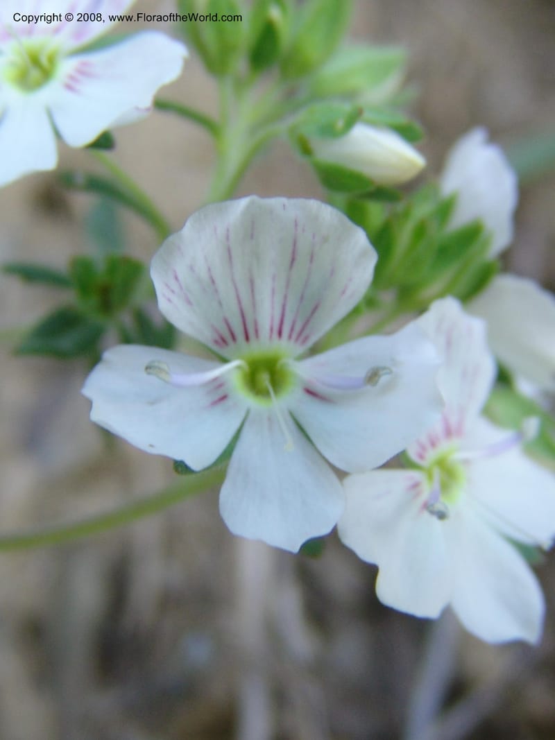 Veronica peduncularis--Georgia. Kazbegi region. E of Sno village. 3 Jun 05. 081.jpg