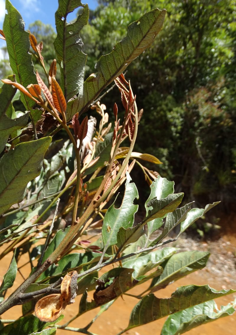 Lepidocupania lepidota, Callmander, M 1239--New Caledonia. Mont Dzumac. 12 Nov 2015. DSC01563 (358).JPG