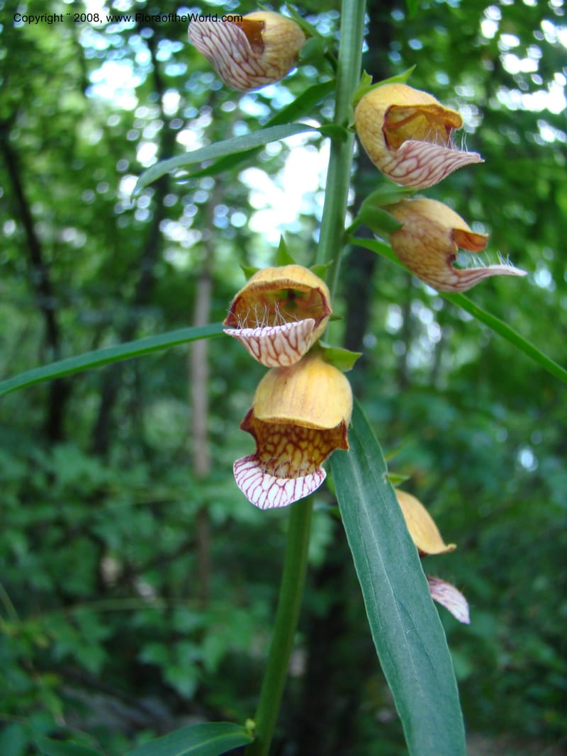 Digitalis laevigata--Slovenia. Park Skocjanske Jame. 10 Jul 08. 076.jpg