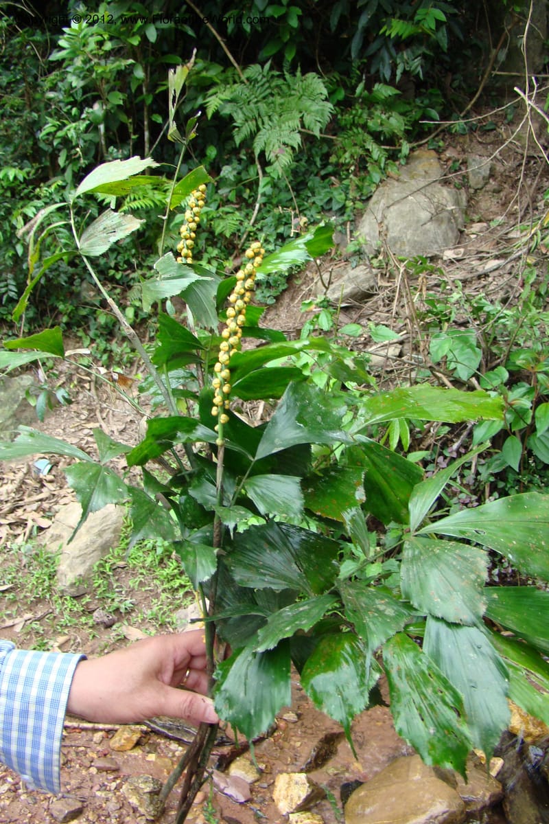 Arenga caudata, Regalado 1719--Viet Nam. Thua Thien Hue Prov. Nam Dong Distr. Thuang.12 Apr 09. 323 (2).jpg
