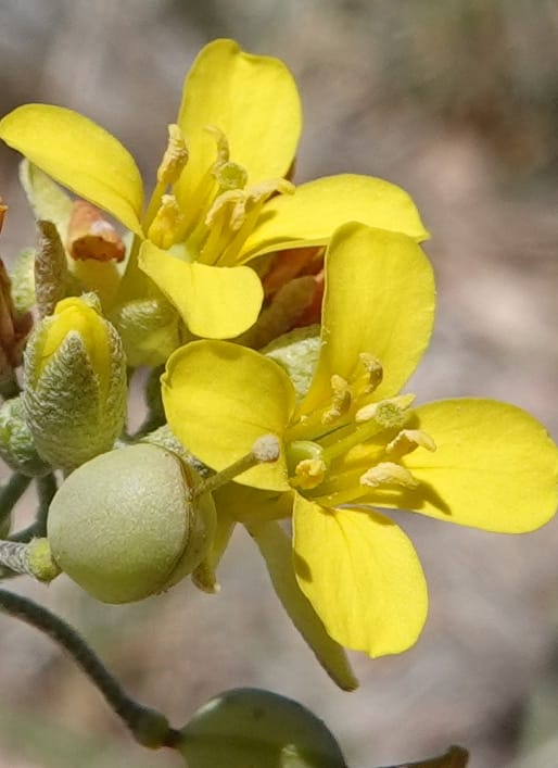 Lesquerella gordonii, C. Davidson 13997--AZ. Cochise Co. Geronimo Trail Rd. 10 Apr 2019. DSC07357 (80).JPG
