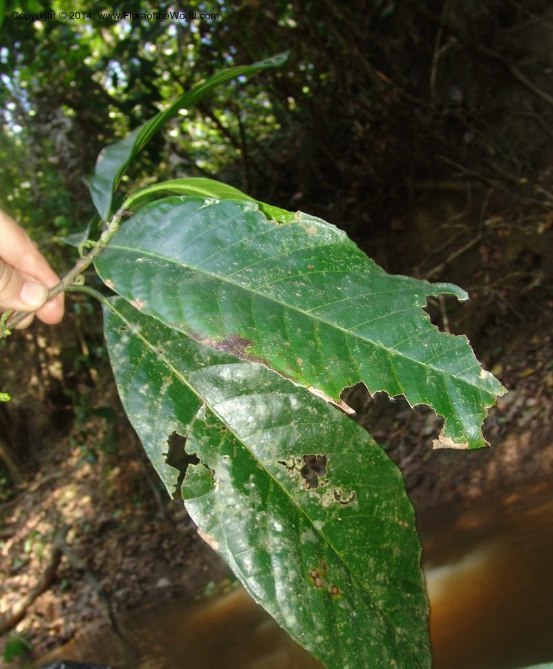 Sorocea, Farfan 774--Peru. Edo. Madre de Dios. Quebrada Loboyoc. 21 Oct 05. 263.jpg