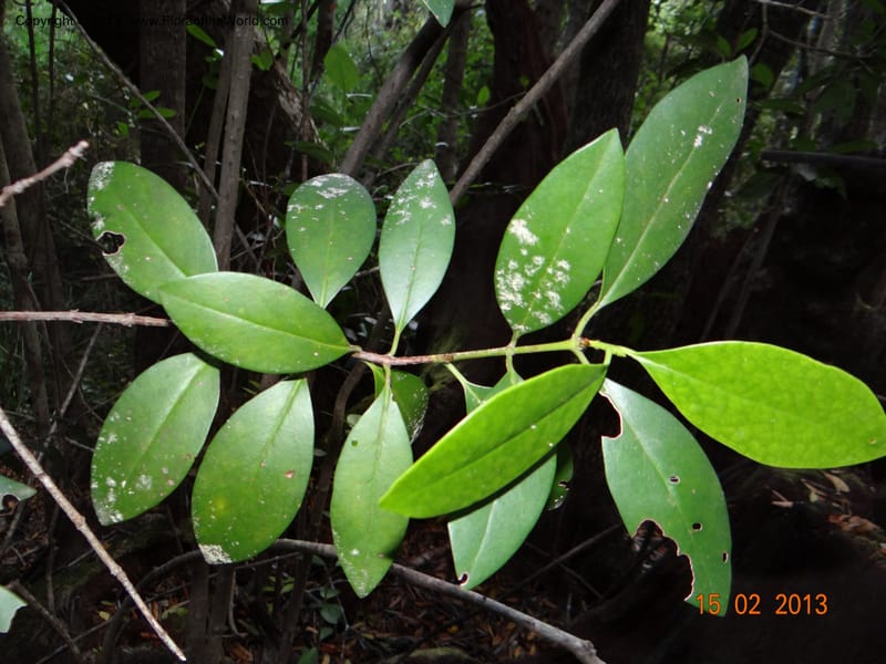 Gomortega keule, W. D. Stevens 34081--Chile, R N  Los Queules, 15 Feb 2013  8107 (8).JPG